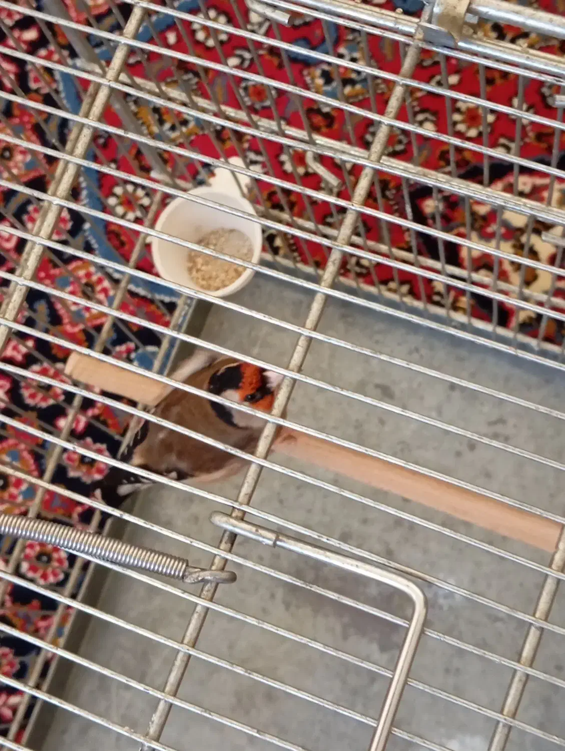 سهره عروسک|پرنده|فشاپویه, |دیوار