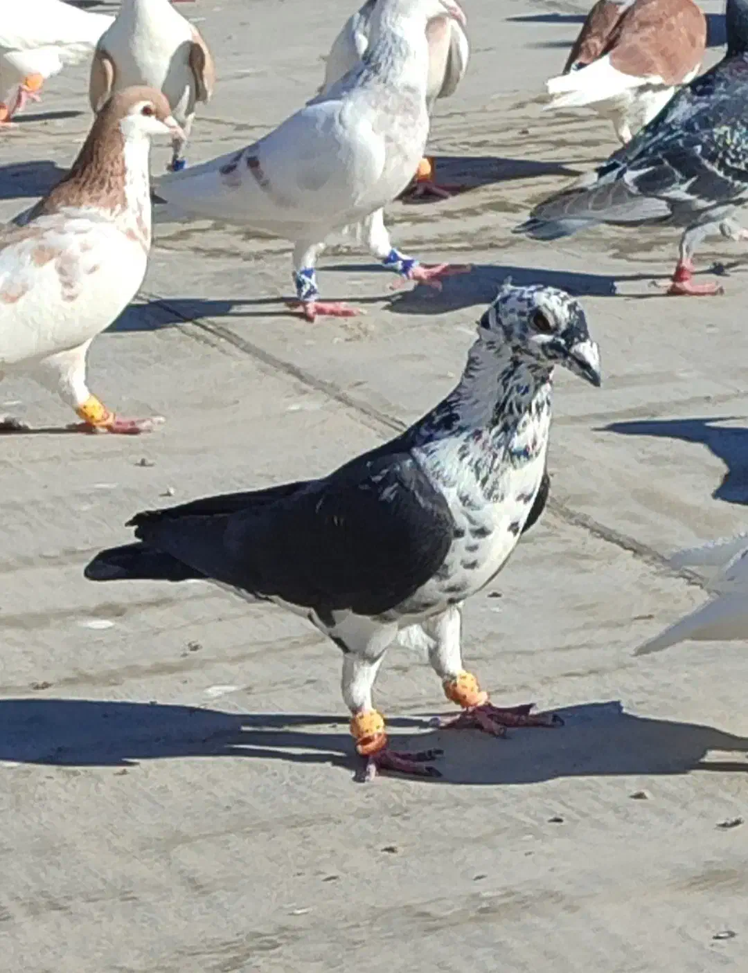 کبوترگم شده|پرنده|گنبد کاووس, |دیوار