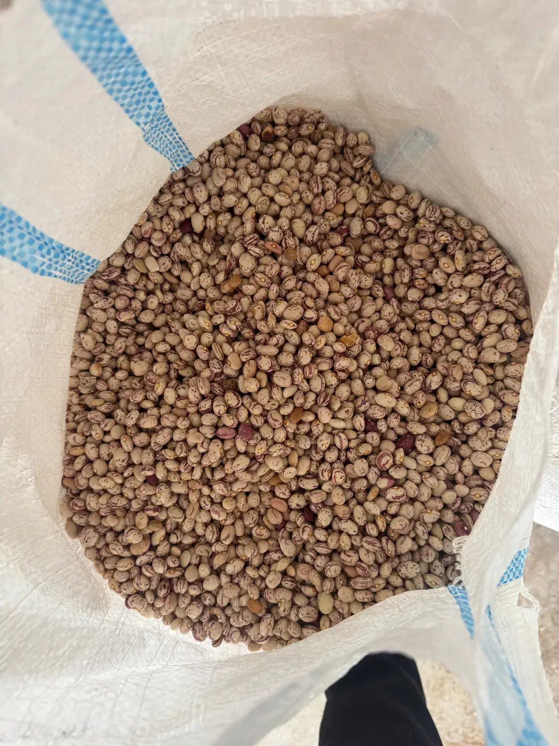 لوبیا چینی عمده|عمدهفروشی|ساری, |دیوار