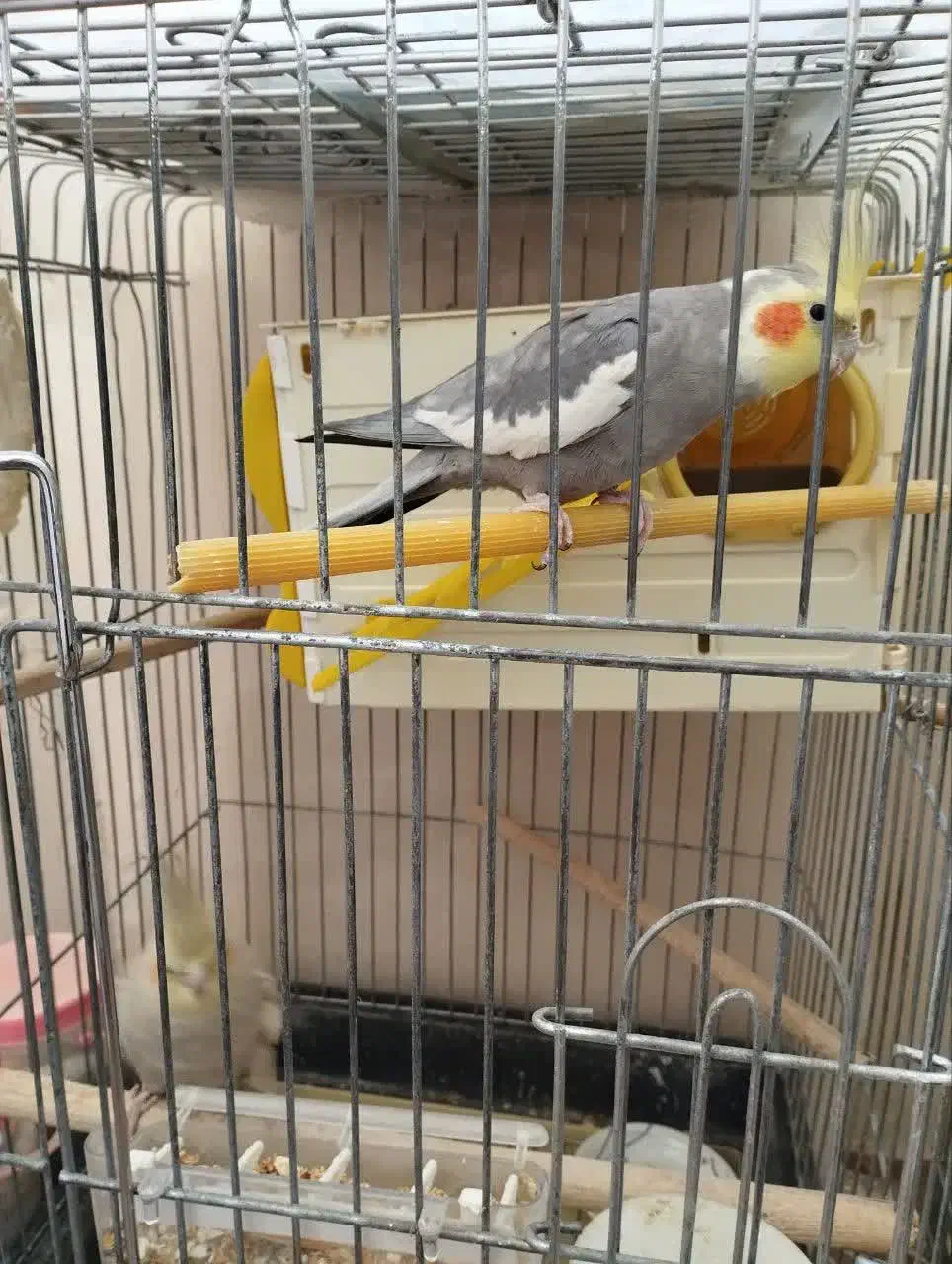 عروس هلندی|پرنده|مشهد, مقدم|دیوار