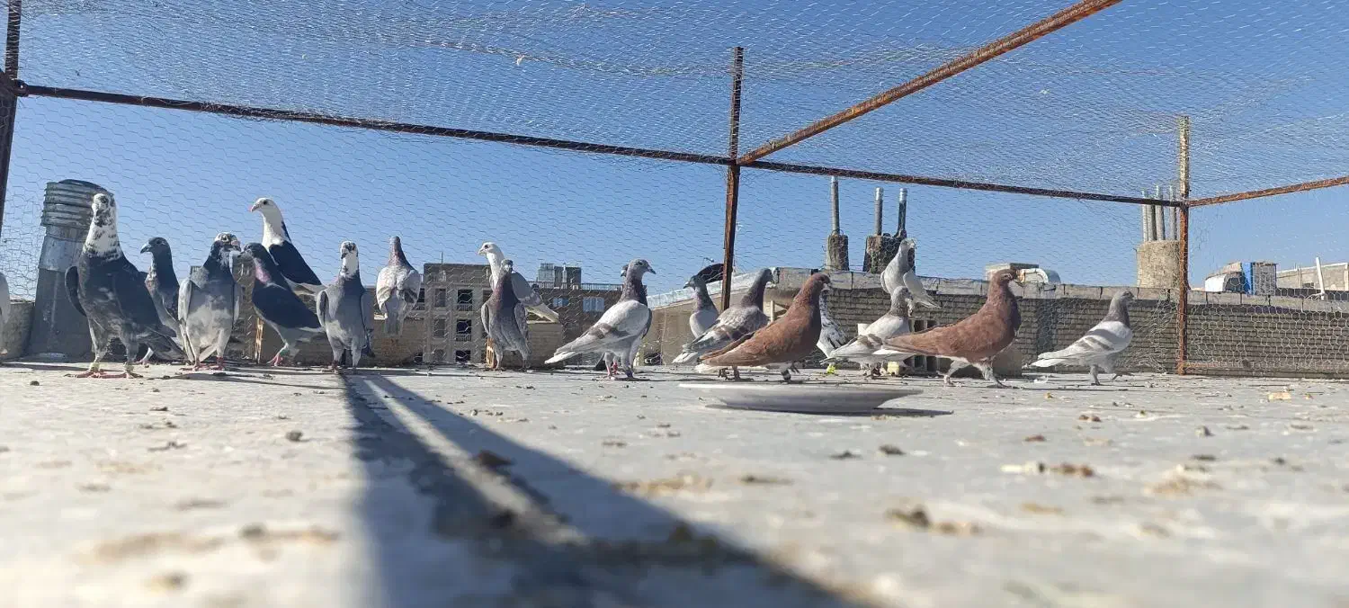 کفتر|پرنده|شیراز, کوشک میدان|دیوار