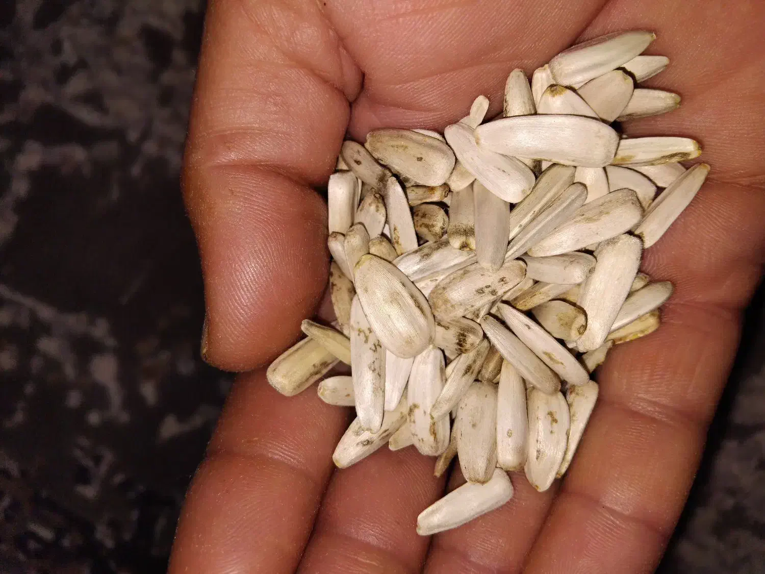 تخم آفتاب گردان|عمدهفروشی|تربت جام, جامرود|دیوار