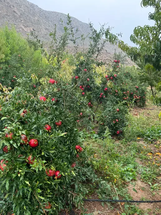 فروش باغ شهری در شهرفاروق|فروش زمین و ملک کلنگی|سیدان, |دیوار