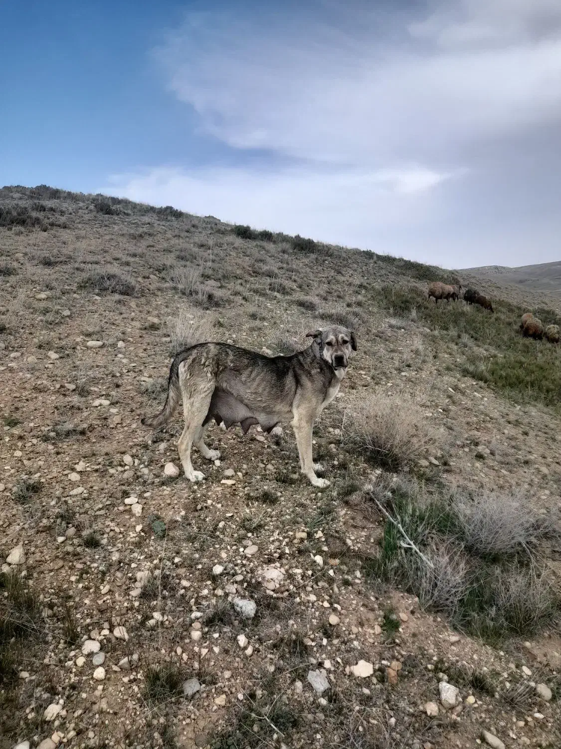سگ پژدر|سگ|چنگ الماسی, |دیوار
