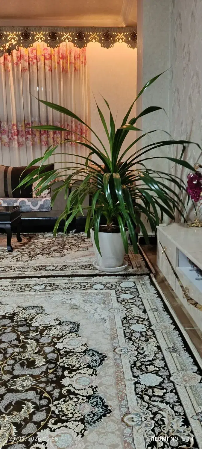 گل وگیاه|گل و گیاه طبیعی|شاهین دژ, |دیوار