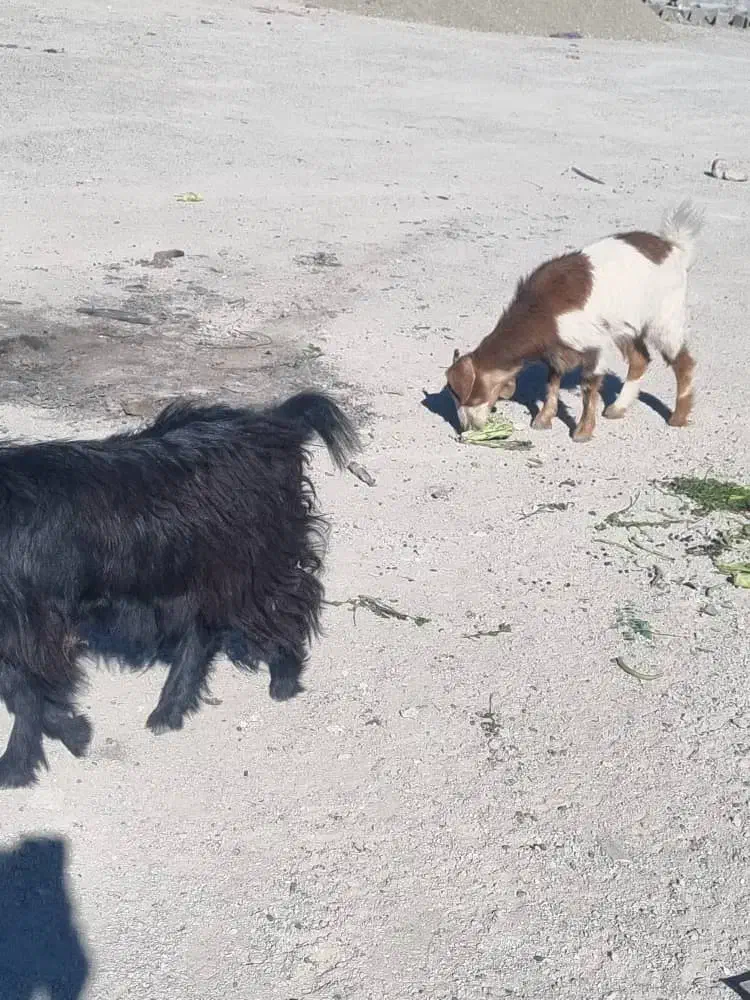 بزغاله و بز|حیوانات مزرعه|شهریار, فرارت|دیوار