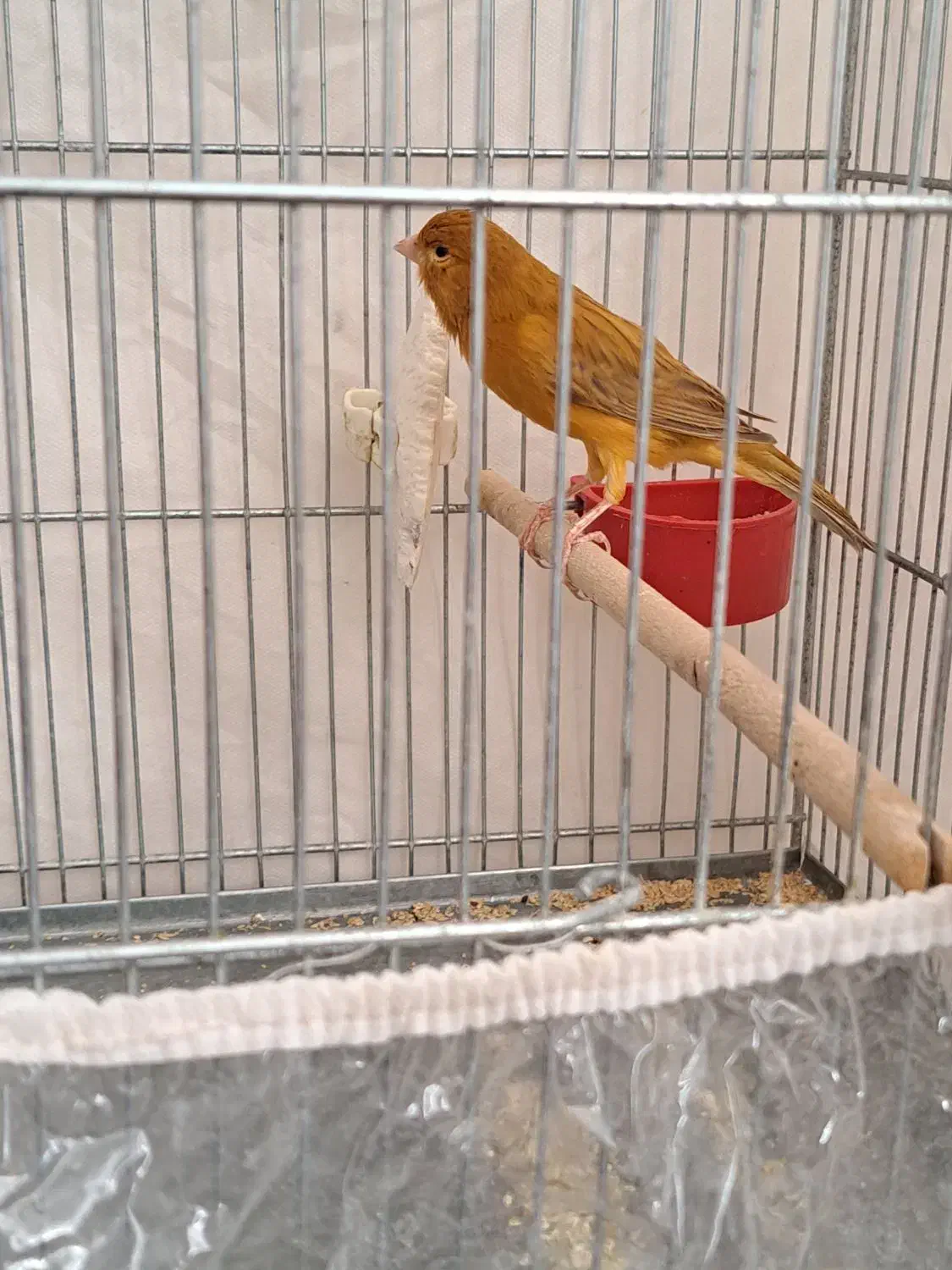 قناری .جفت فنچ نرگسی|پرنده|شیراز, تندگویان|دیوار