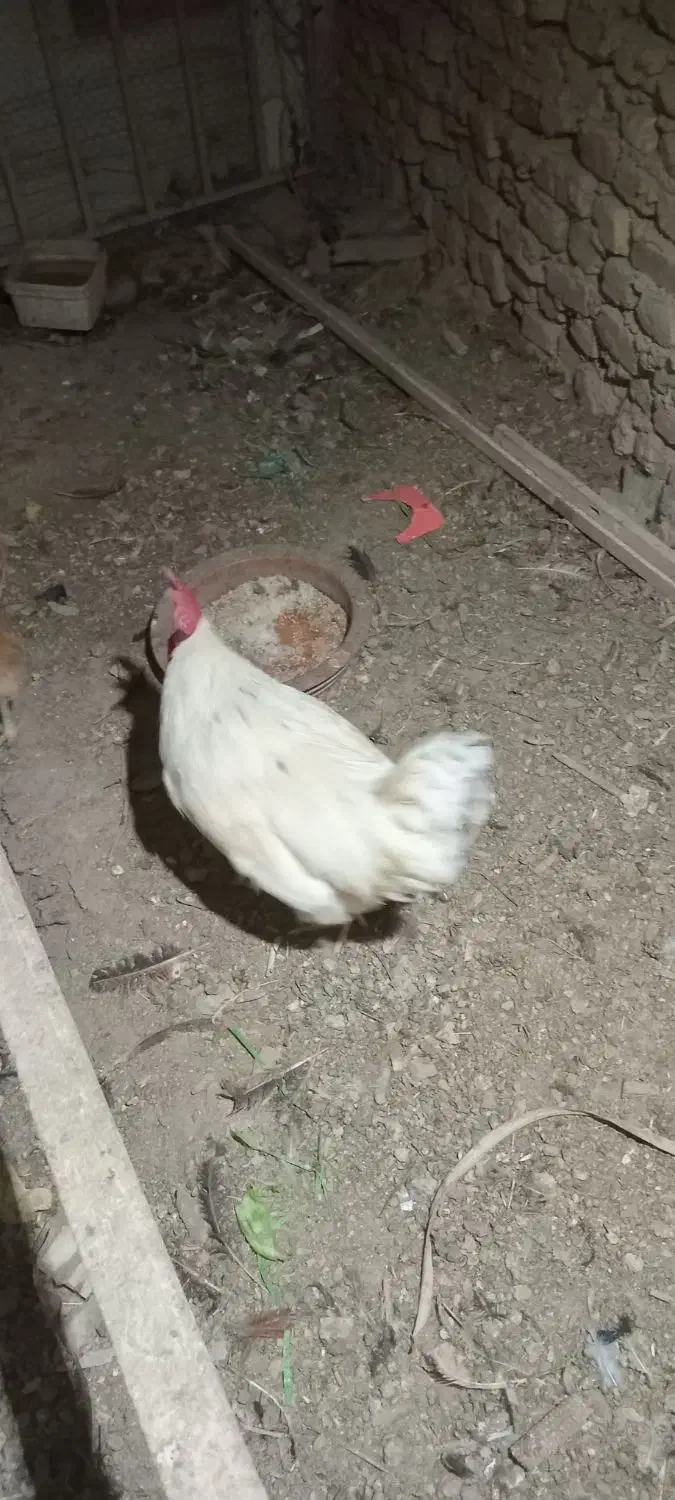 خروس|حیوانات مزرعه|معصومیه, |دیوار