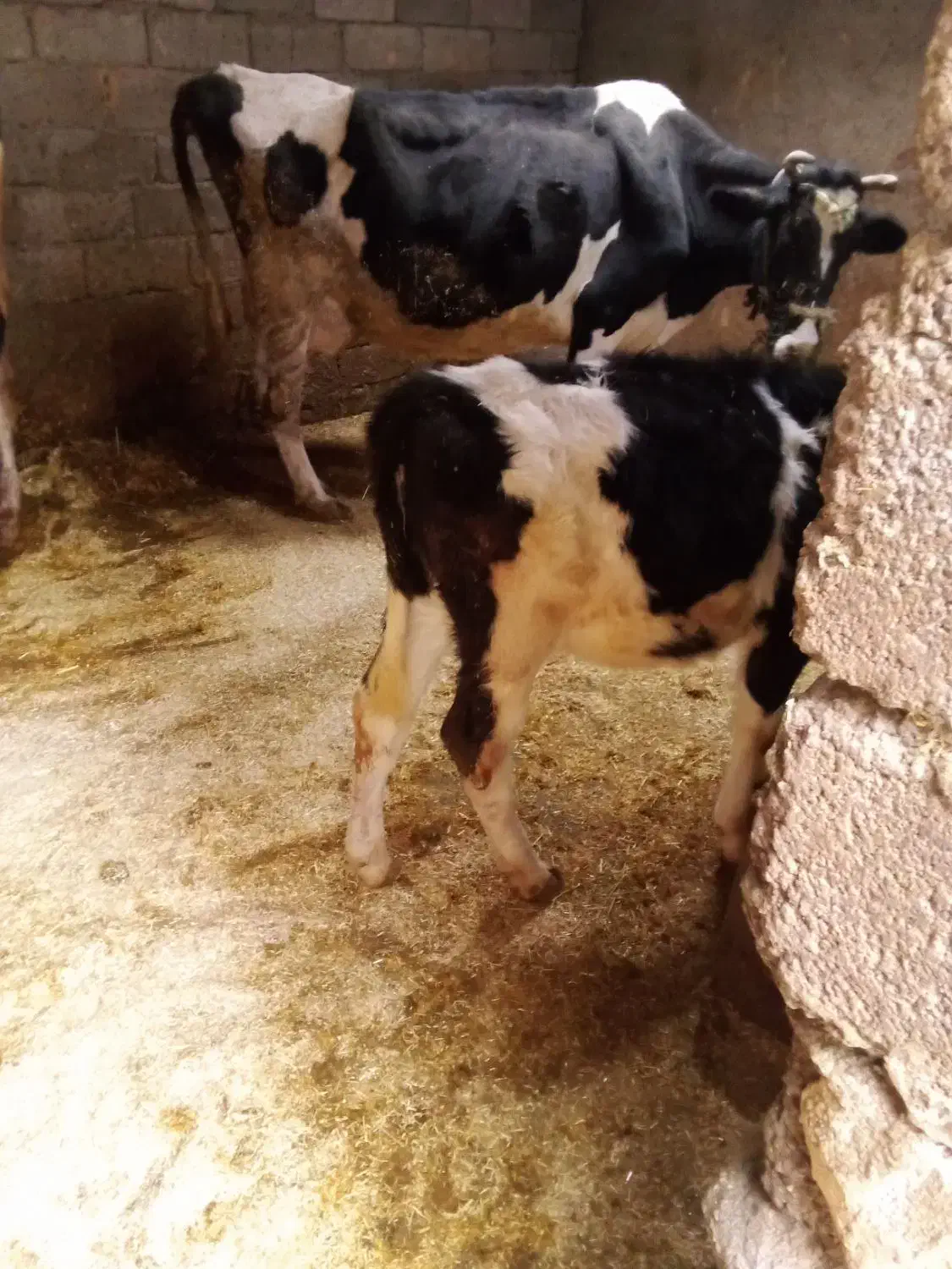 گوساله ماده|حیوانات مزرعه|الشتر, |دیوار