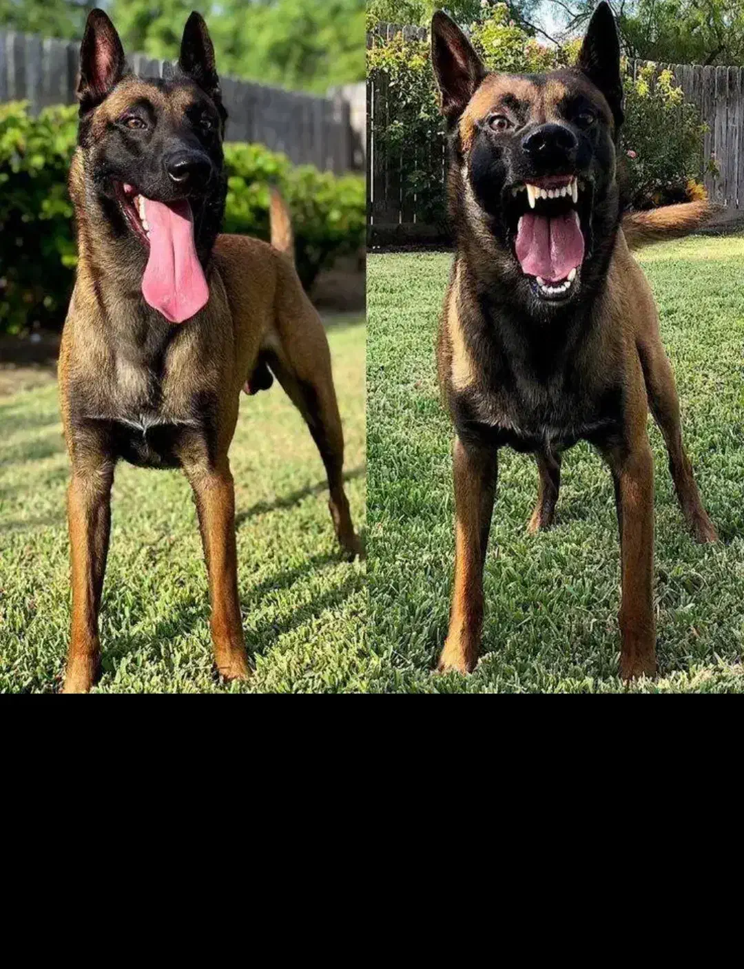 واگذاری مالینویز|سگ|بم, |دیوار