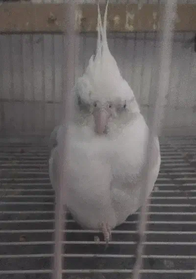 گمشده|پرنده|بیرجند, |دیوار