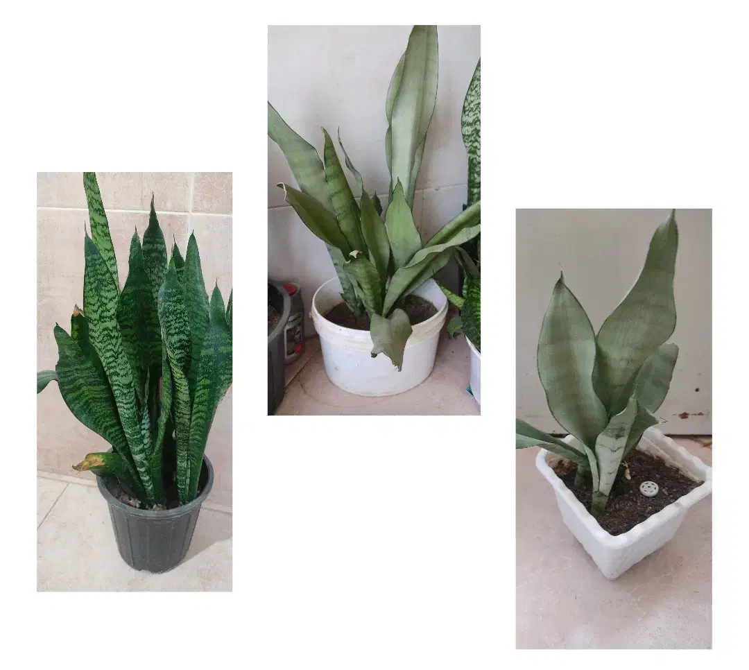 گل های زیبا آپارتمانی|گل و گیاه طبیعی|بسطام, |دیوار