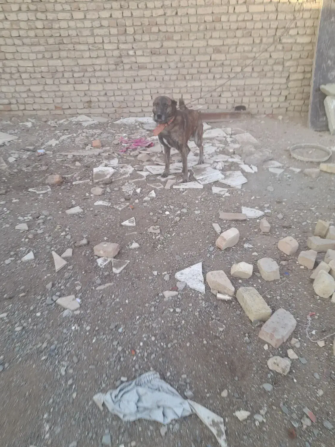 سگ نگهبان|سگ|قم, شهرک فاطمیه|دیوار