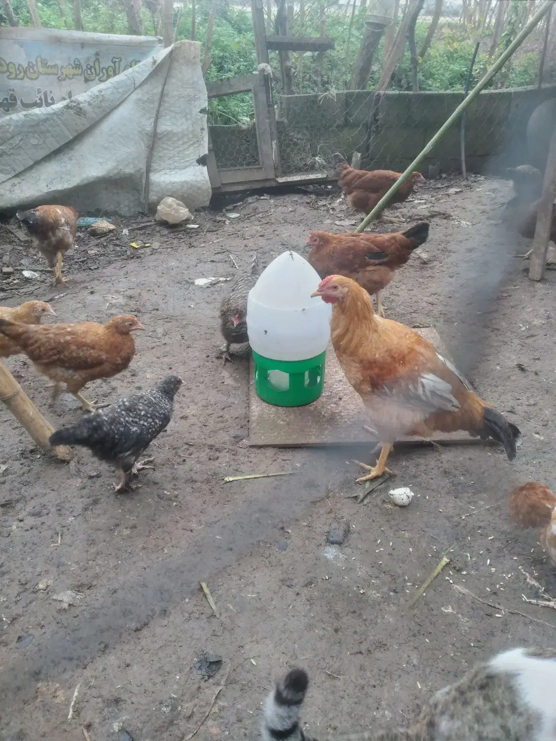 خروس محلی  ۷ماهه|حیوانات مزرعه|رودسر, |دیوار