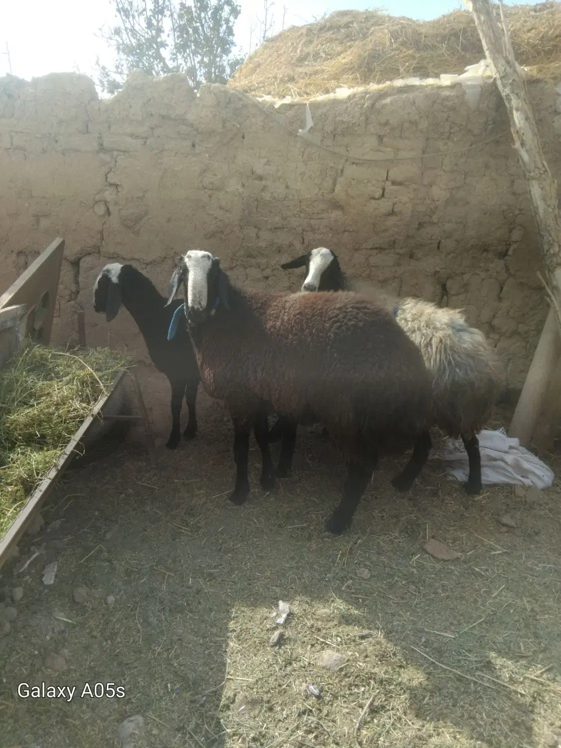 سلام یه راس بره قوچ شالی تازه دندان عوض کرده|حیوانات مزرعه|بوئین زهرا, |دیوار
