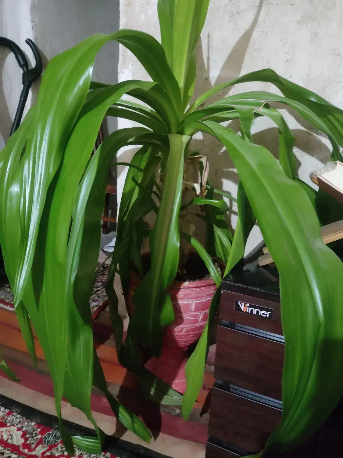 گل برگ ذرتی|گل و گیاه طبیعی|دوگنبدان, |دیوار