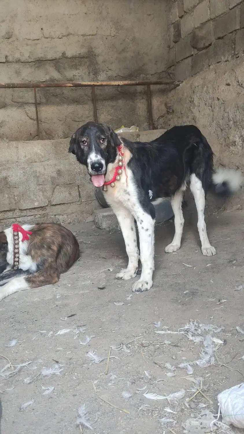 توله|سگ|سامان, |دیوار