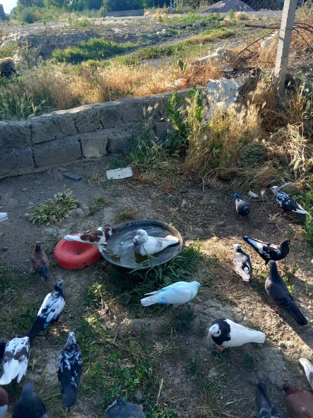 یک لانه کبوتر|پرنده|نوشین شهر, |دیوار