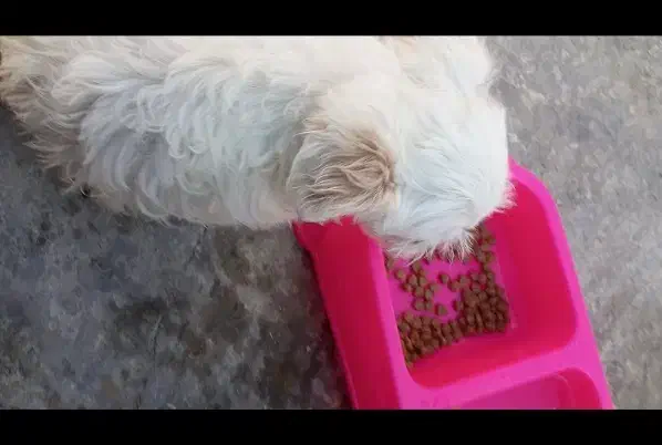 فروش سگ|سگ|جهرم, |دیوار