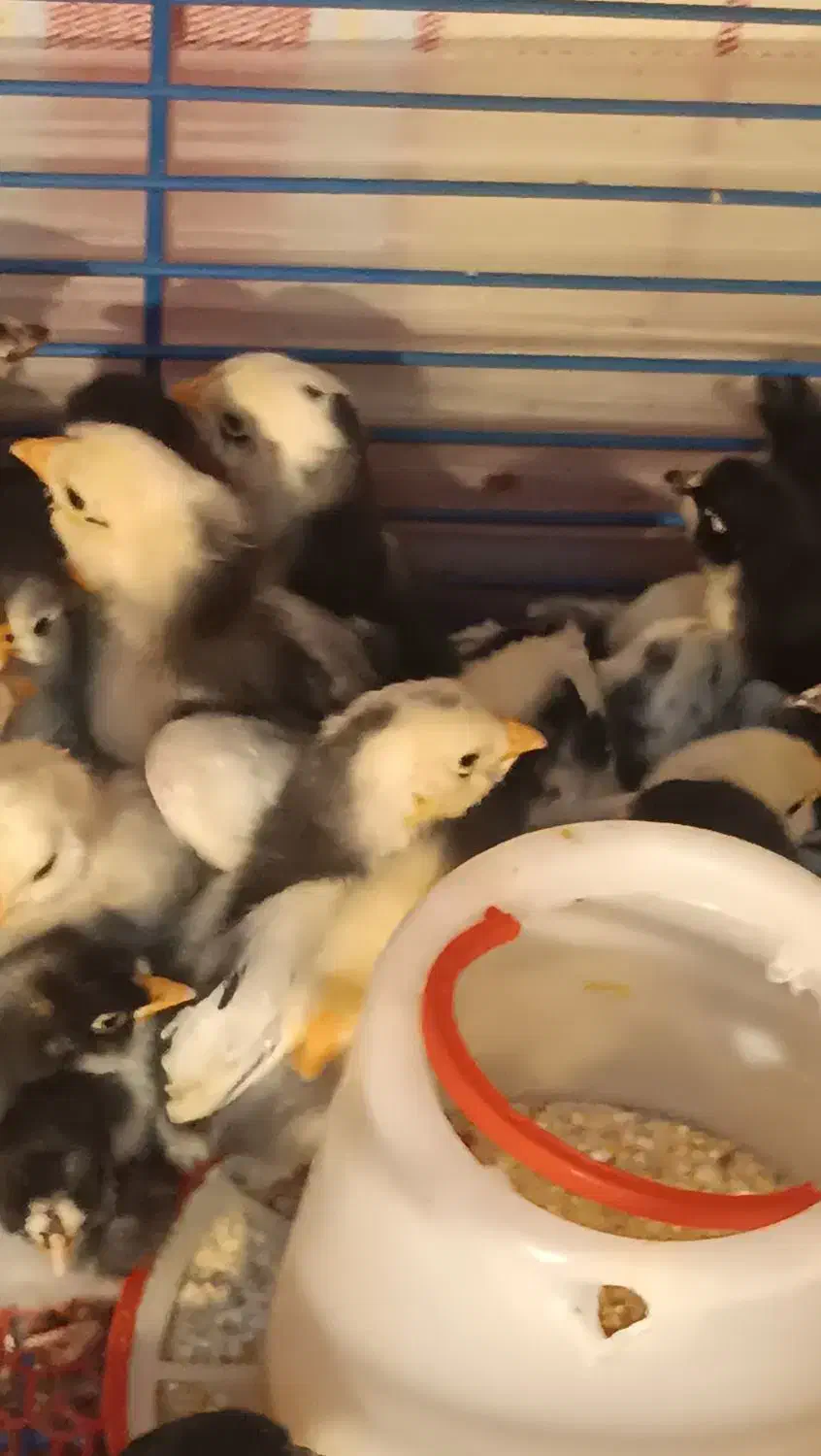 جوجه گلین لوری اصیل ریشو|حیوانات مزرعه|رباطکریم, رباطکریم|دیوار