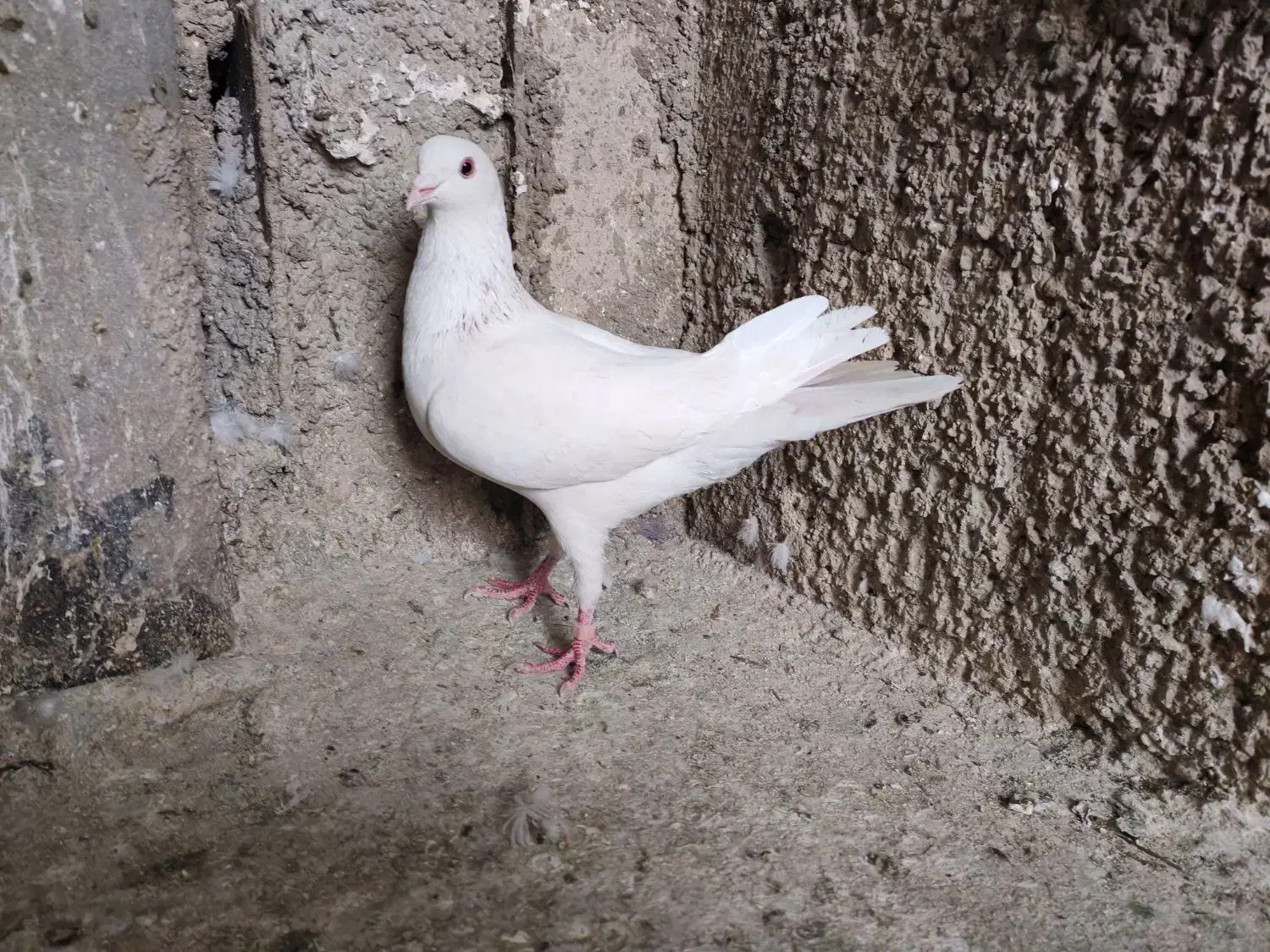 5 کفتر|پرنده|ری, شهرک نظامی|دیوار