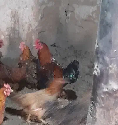 خروس زیبا|حیوانات مزرعه|بوکان, |دیوار