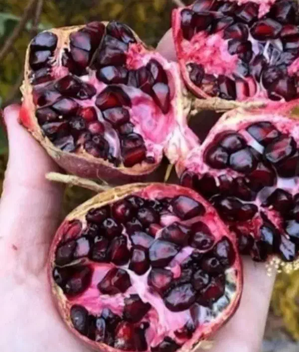 انار دونه مشکی قلعه چم|خوردنی و آشامیدنی|سلفچگان, |دیوار