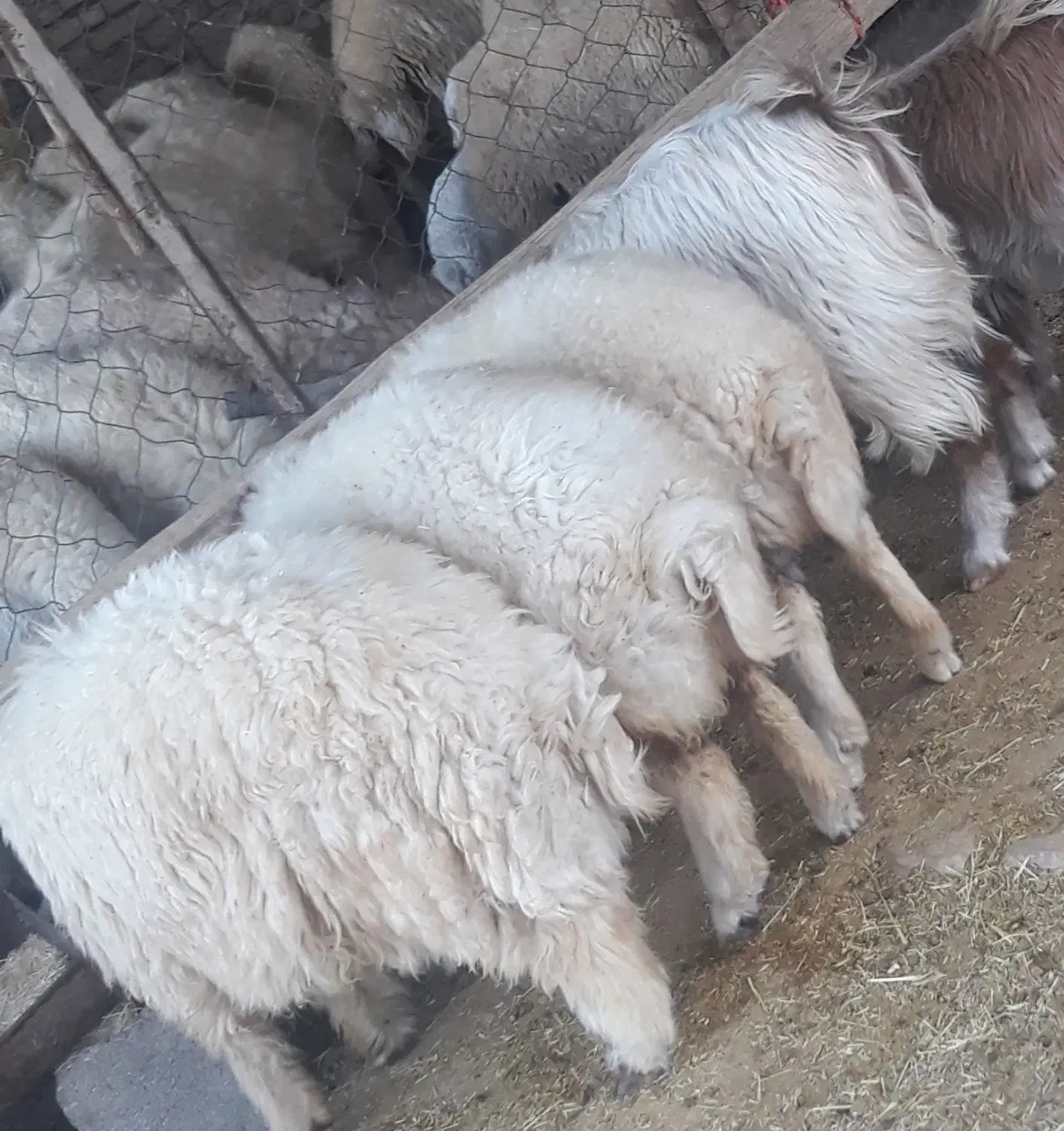 بره وقوچ و بزغاله وصابرین|حیوانات مزرعه|هندمینی, |دیوار