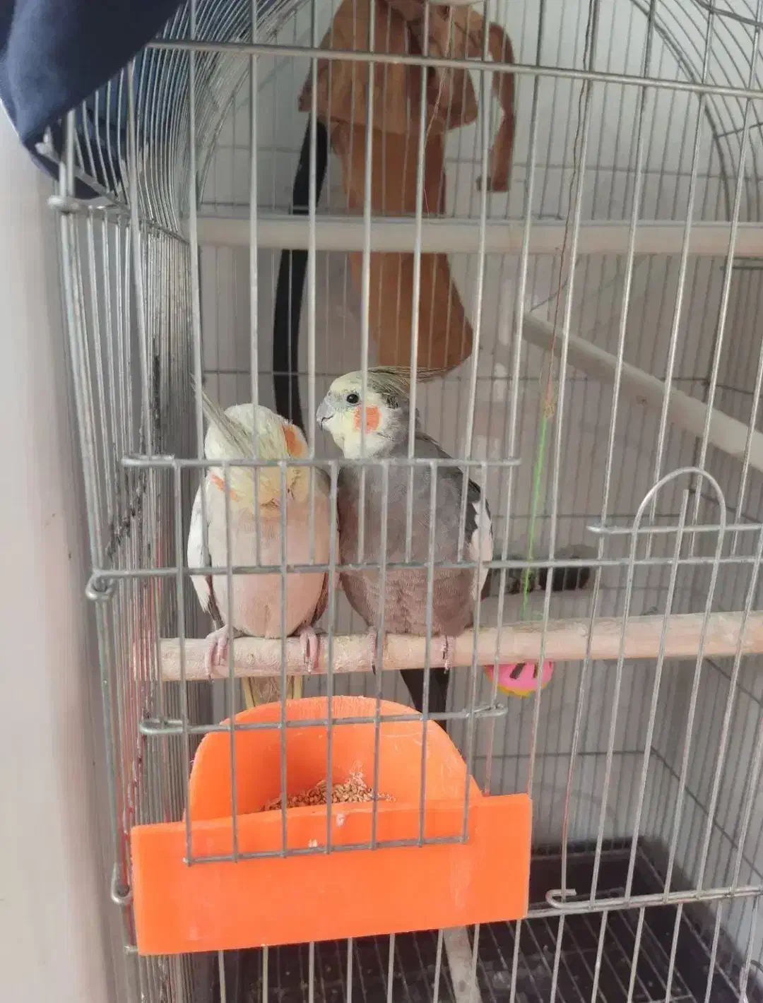 عروس هلندی|پرنده|تهران, هفده شهریور|دیوار