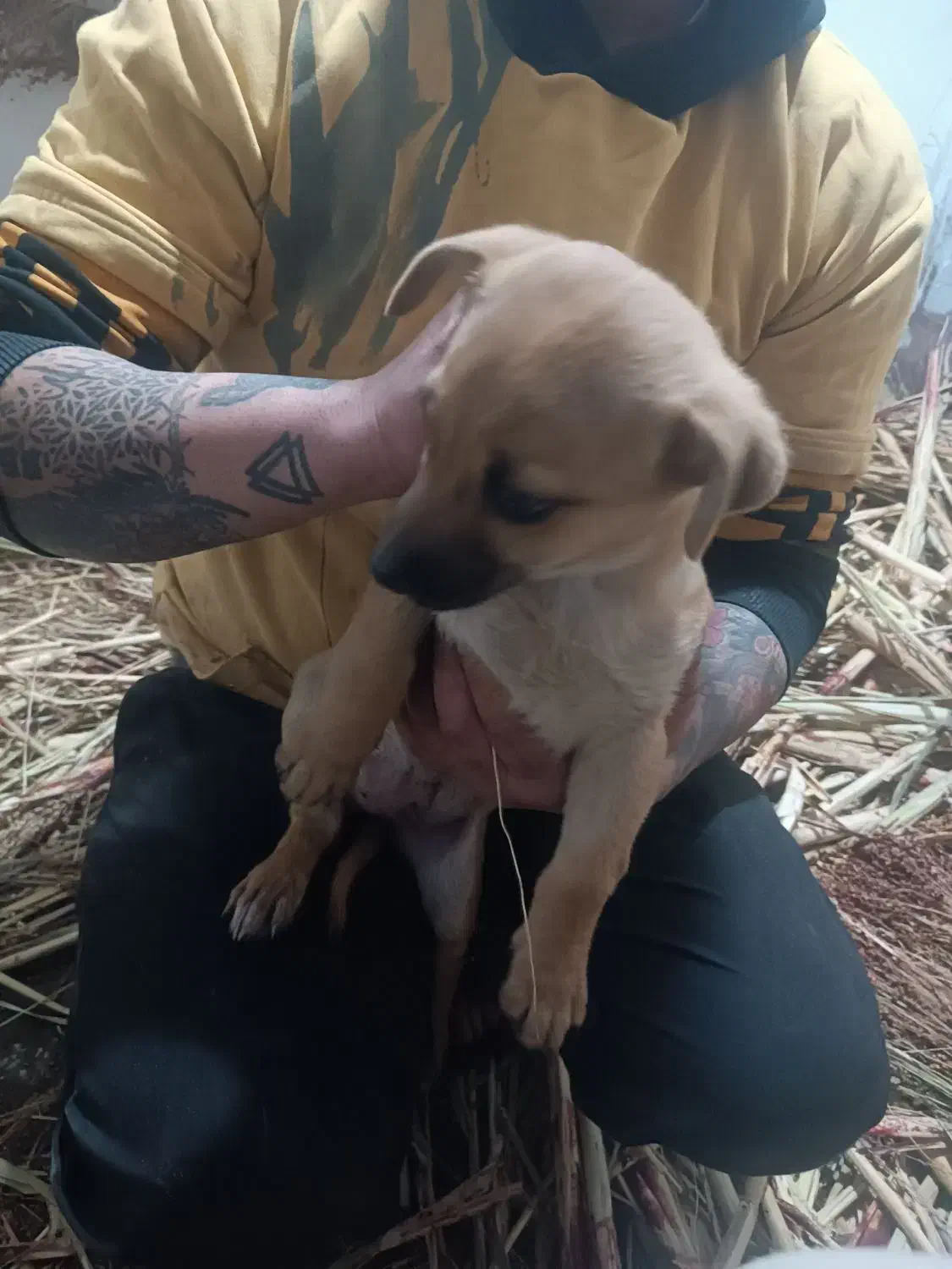 سگ پا کوتاه|سگ|آشخانه, |دیوار