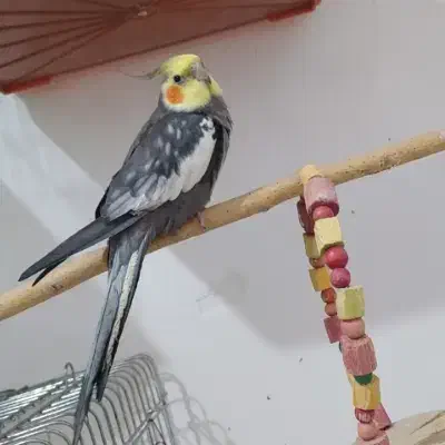 عروس هلندی گمشده|پرنده|دهگلان, |دیوار