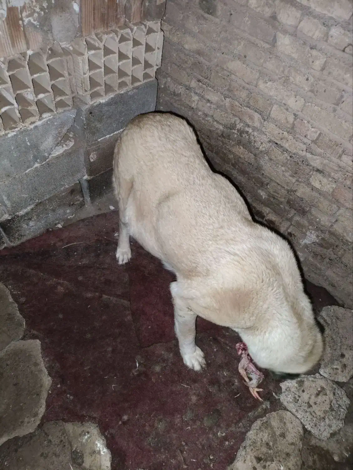 سگ ماده|سگ|صوفیان, |دیوار