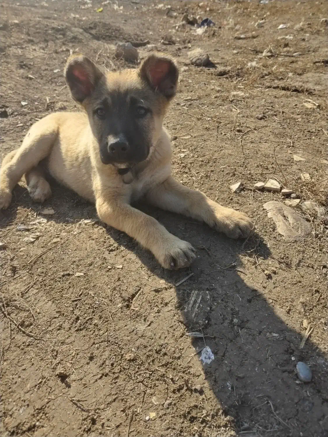 توله سگ محلی|سگ|پارس‌آباد, |دیوار