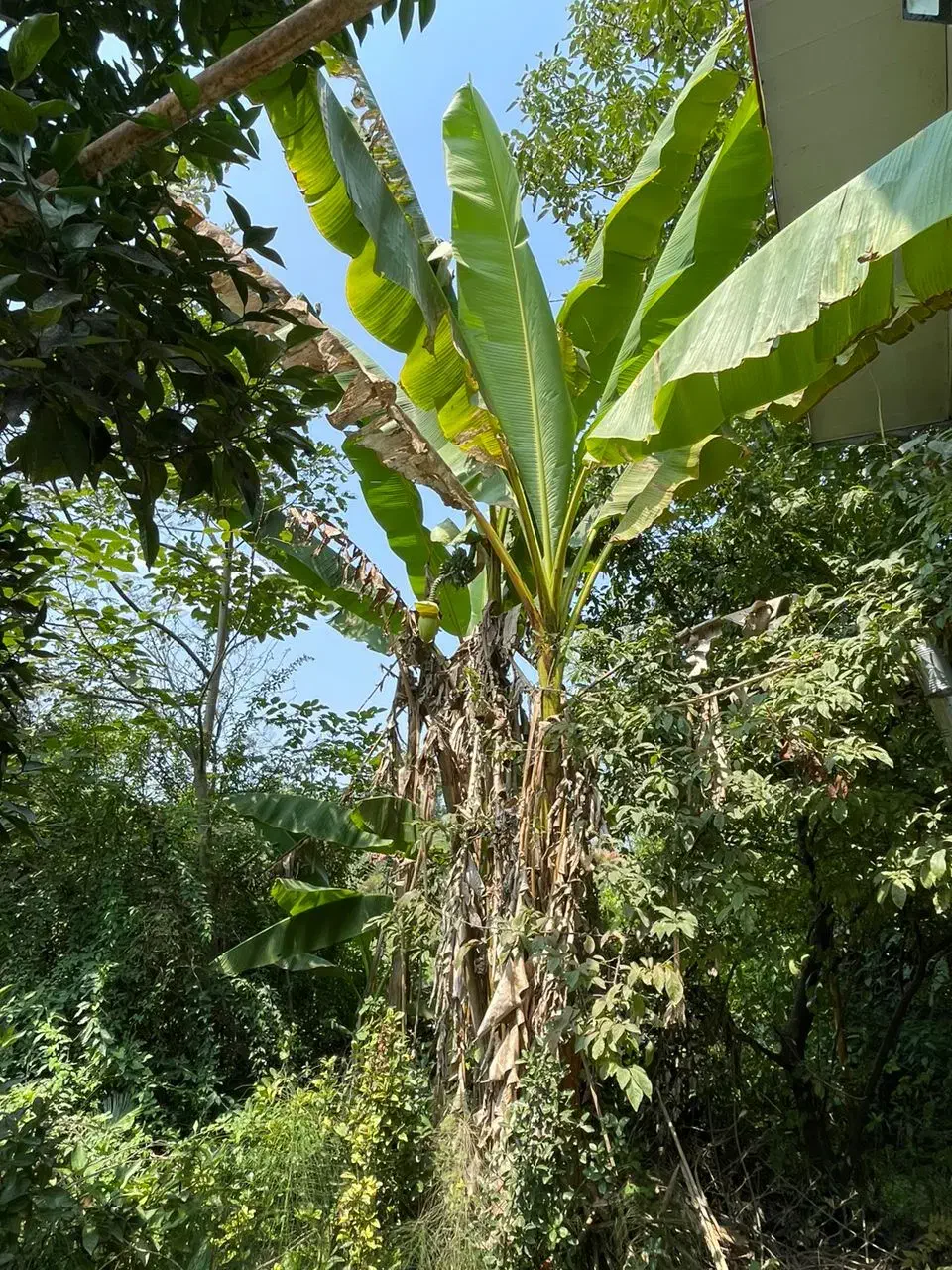 کدسوزن/۸۴۵مترخونه باغ بر آسفالت امتیازات کامل|فروش خانه و ویلا|کوچصفهان, |دیوار