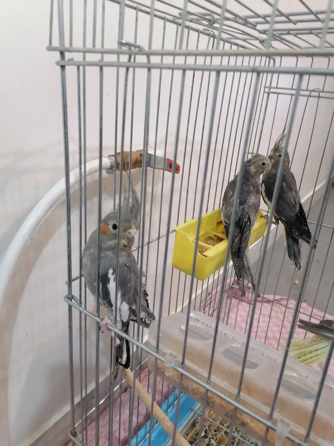 عروس هلندی|پرنده|فرخ‌شهر, |دیوار