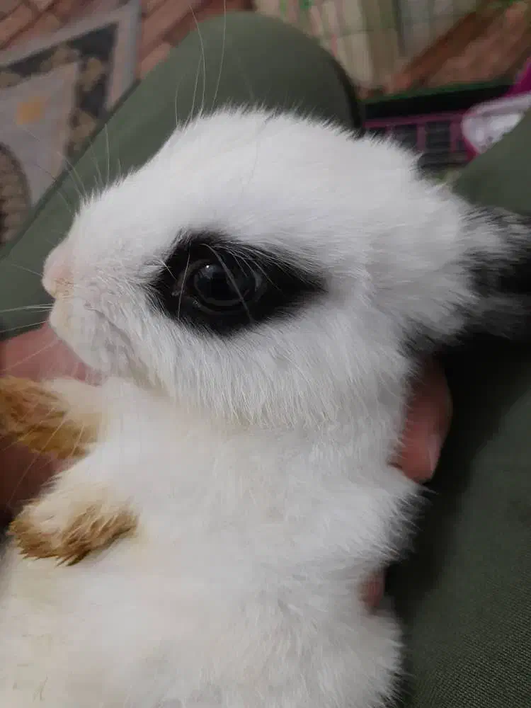 خرگوش نر|موش و خرگوش|کرج, حصارک بالا|دیوار