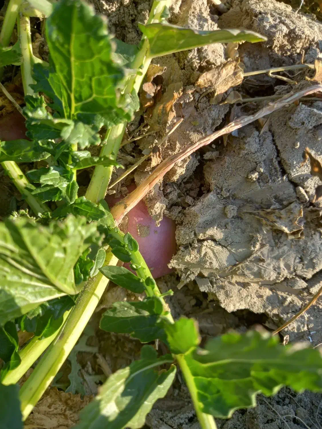 شلغم|خوردنی و آشامیدنی|گلبهار, نوبهار|دیوار