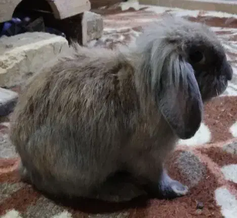 خرگوش لوپ نر و وماده|موش و خرگوش|بندر انزلی, بشمن|دیوار