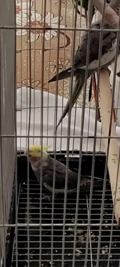 عروس هلندی گمشده|حیوانات|شیراز, لب آب|دیوار