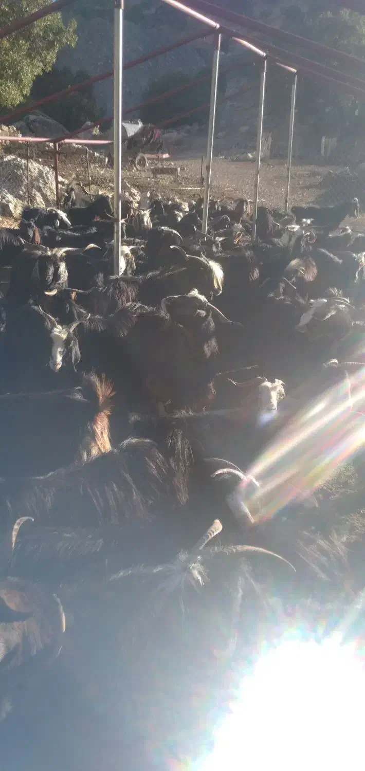 فروش بز|حیوانات مزرعه|سیوان, |دیوار