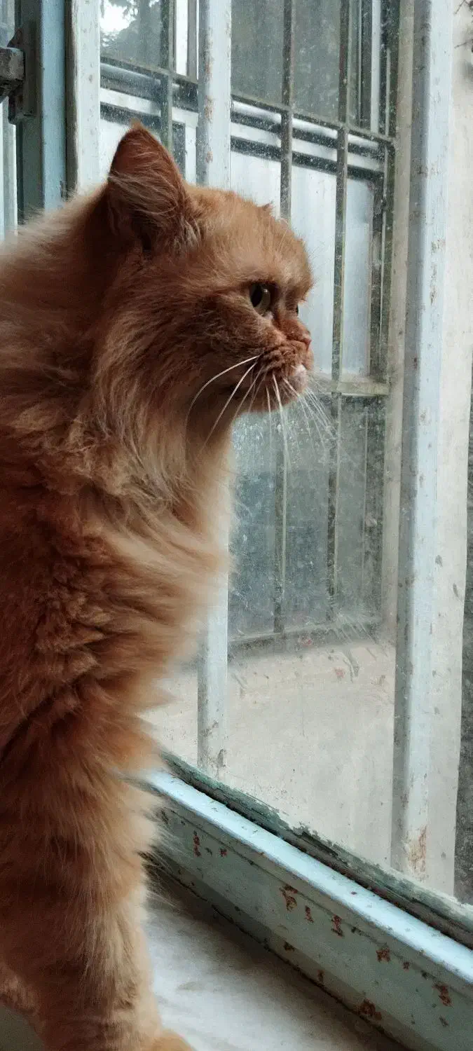 واگذاری رایگان|گربه|اردبیل, |دیوار