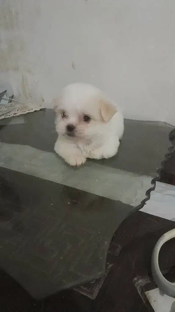 واگذاری توله های آپارتمانی با کیفیت وسالم|سگ|وحیدیه, |دیوار