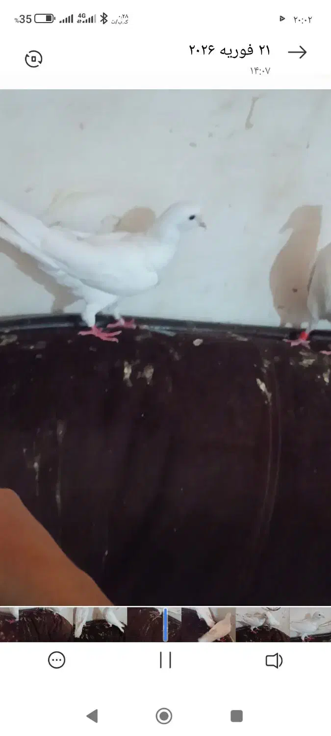 کبوتر 100|حیوانات|مسجد سلیمان, |دیوار