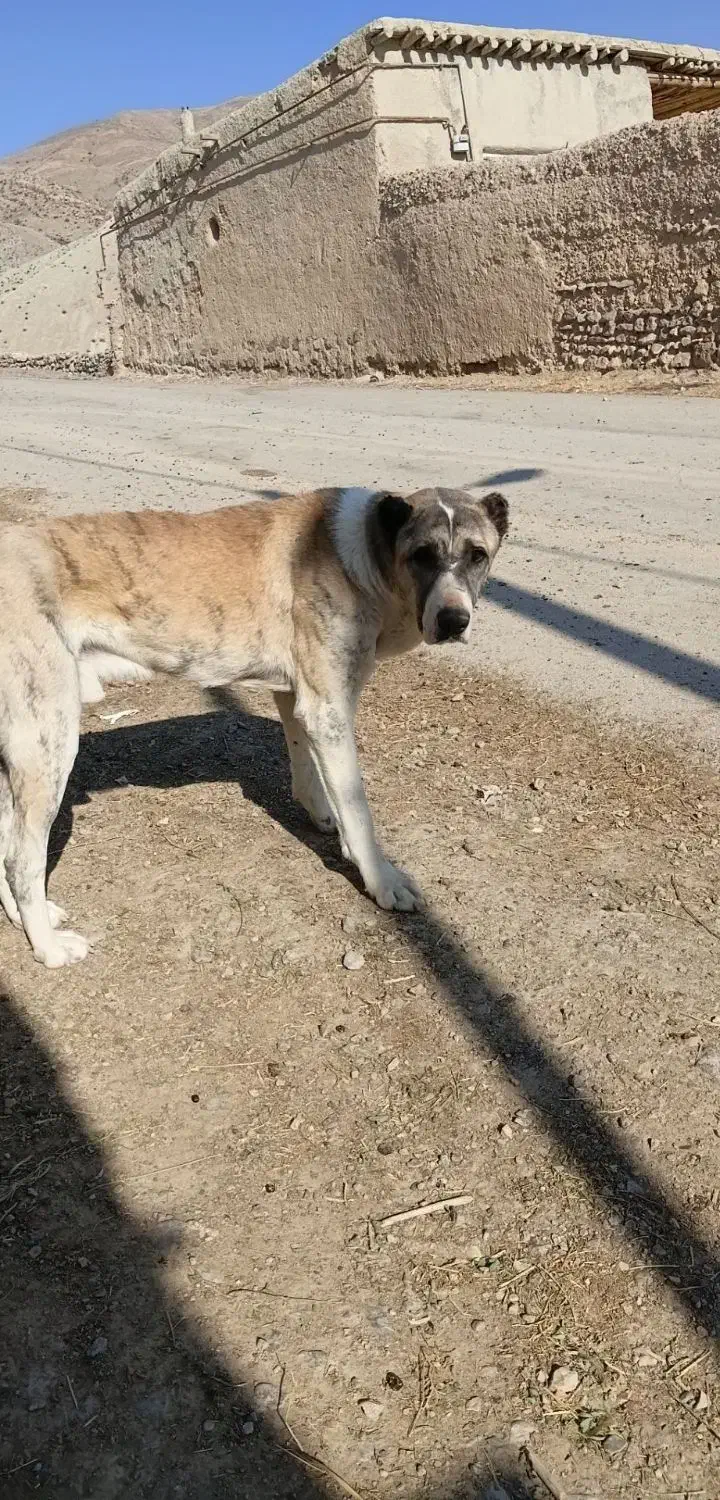 سگ فروشی|سگ|شیروان (خراسان), |دیوار