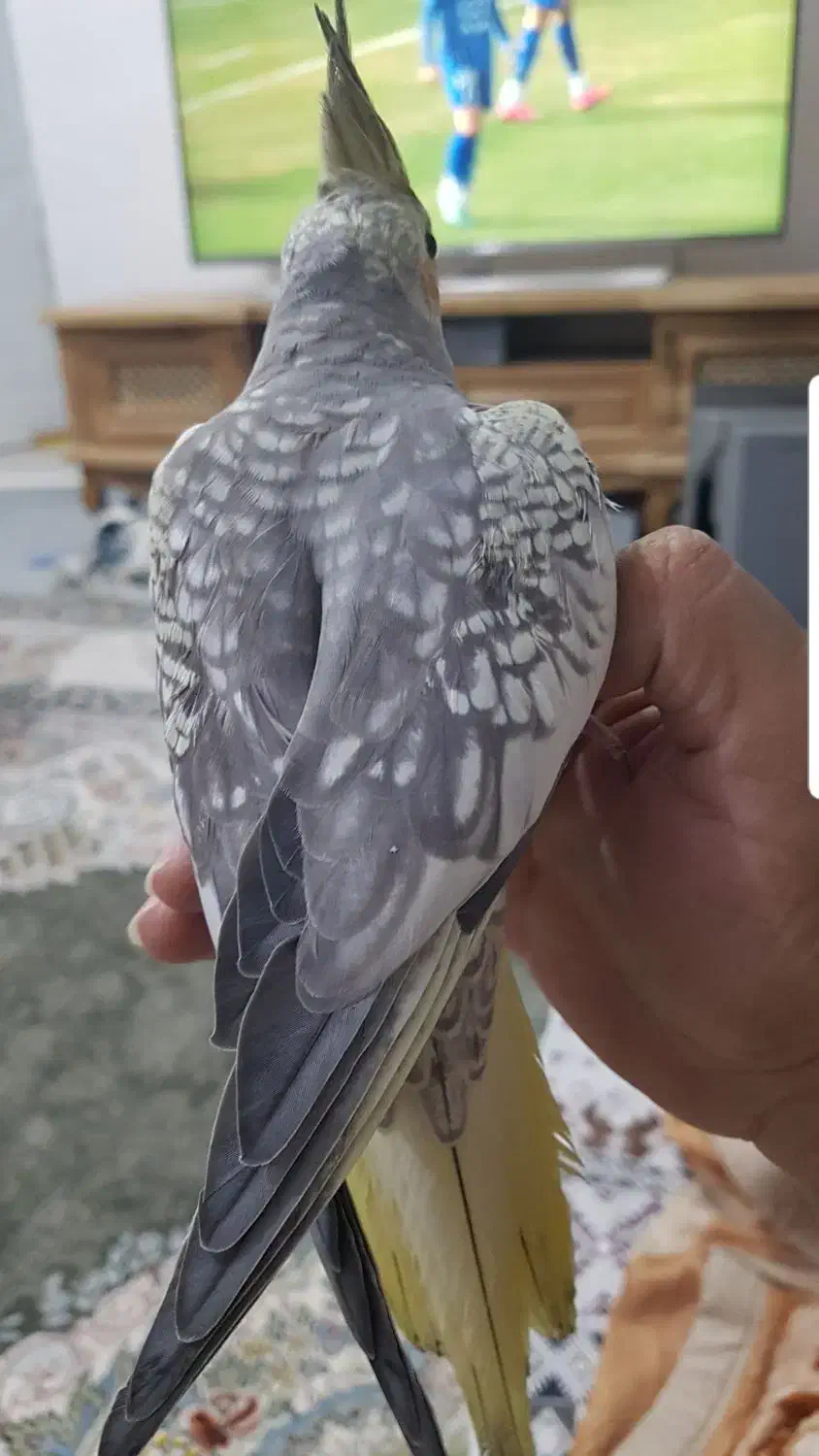 طوطی|پرنده|اندیمشک, |دیوار