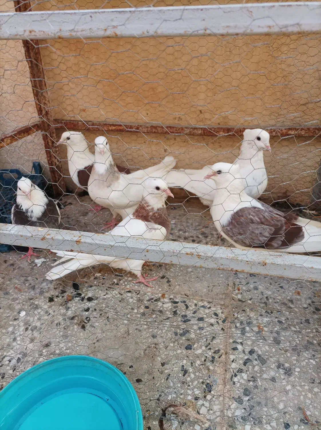 کبوتر رنگی|پرنده|شوشتر, |دیوار