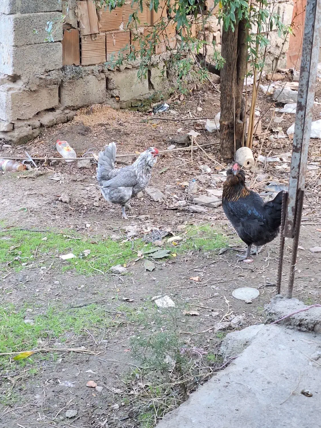 فروش تخم مرغ و مرغ گلین لری|حیوانات مزرعه|گرگان, |دیوار