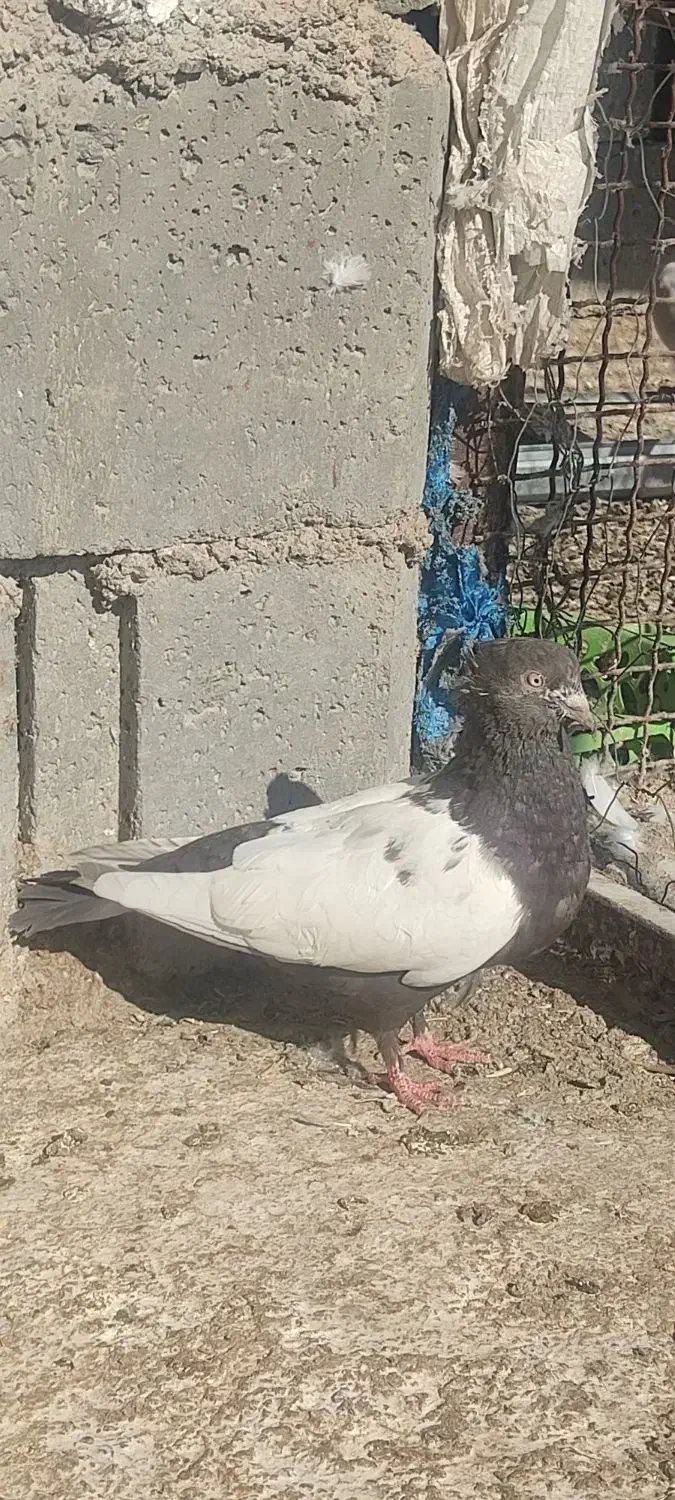 سینه قهوه ای ماده|پرنده|بختگان, |دیوار