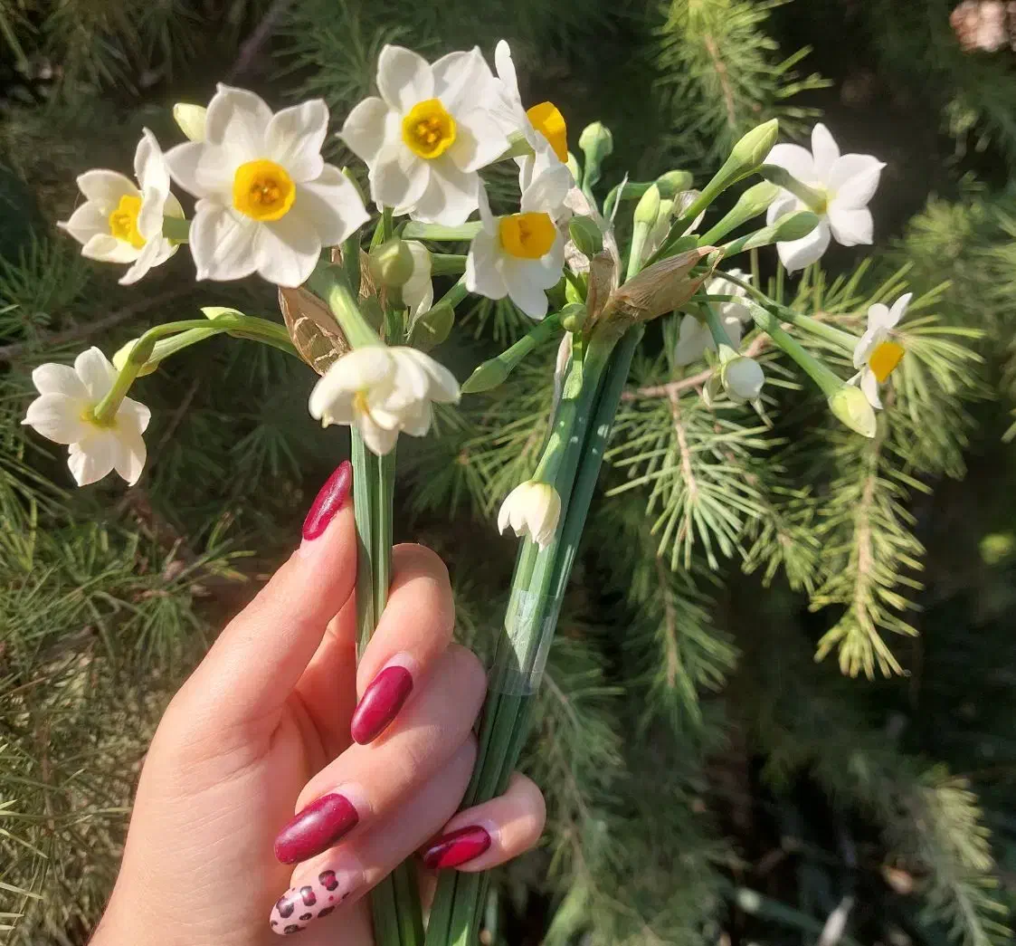 گل نرگس تازه چین|گل و گیاه طبیعی|گرگان, |دیوار