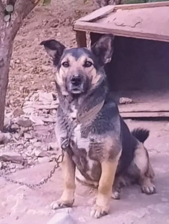 گم شده.یک ملیون مژدگانی|حیوانات|شهرکرد, |دیوار